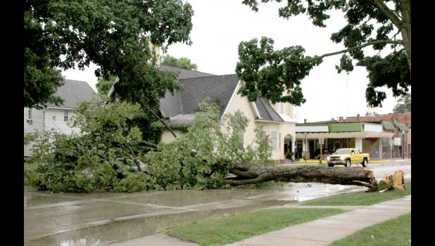 This tree in front of the United Methodist Church in Cresco toppled into the street on North Elm and landed on a car, but no one was in the car at the time.