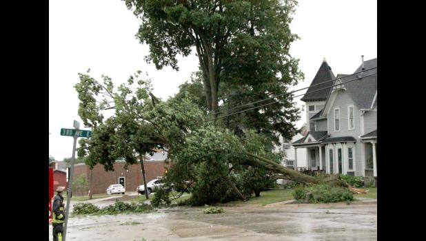 This tree fell on the power lines at the intersection of 2nd Street East and 3rd Ave East on Wednesday.