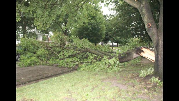 This tree branch fell into the street on 2nd Street East Wednesday.