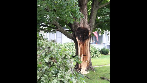 This tree on 4th Ave East was struck by lightning on Wednesday, July 19.